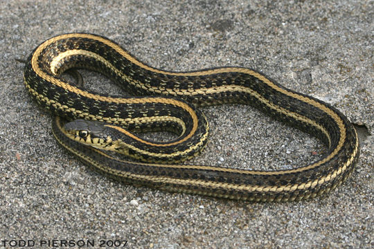 Image of Plains Garter Snake