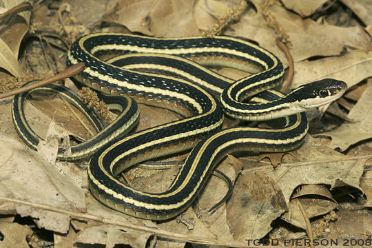 Слика од <i>Thamnophis sauritus</i>