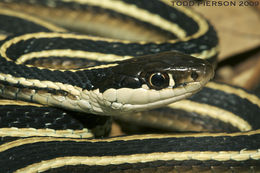 Image of Bluestripe Ribbon Snake