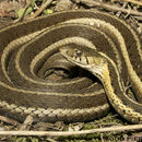 Plancia ëd Thamnophis sirtalis sirtalis (Linnaeus 1758)