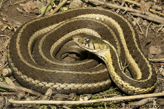 Image of Thamnophis sirtalis sirtalis (Linnaeus 1758)