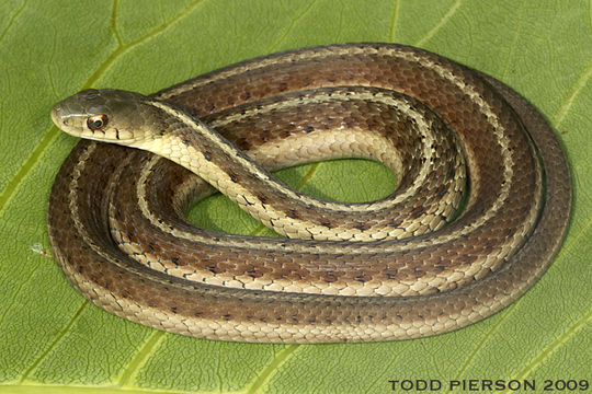 Sivun Thamnophis sirtalis (Linnaeus 1758) kuva