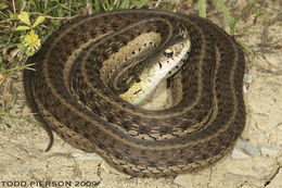 Image of Thamnophis sirtalis sirtalis (Linnaeus 1758)