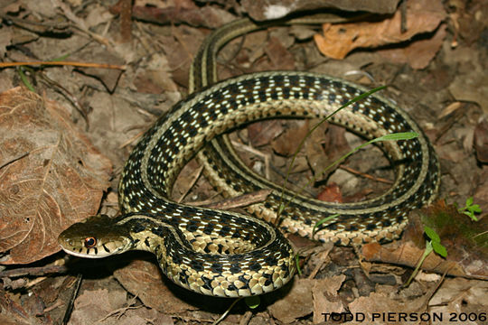 Image of Thamnophis sirtalis sirtalis (Linnaeus 1758)