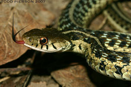 Image of Thamnophis sirtalis sirtalis (Linnaeus 1758)