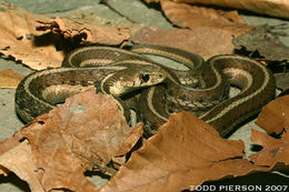 Image of Thamnophis sirtalis sirtalis (Linnaeus 1758)