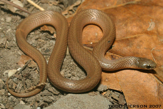 Image of Smooth Earth Snake