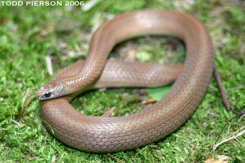 Image of Smooth Earth Snake