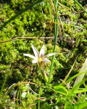 Romulea columnae Sebast. & Mauri的圖片