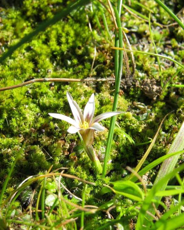 Image of Sand Crocus