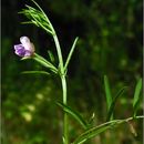 Image of Hasse's vetch