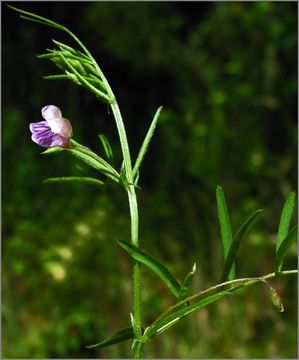 Image of Hasse's vetch