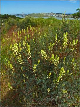 Imagem de Astragalus asymmetricus Sheldon