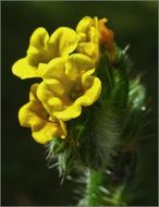 Image of tarweed fiddleneck