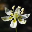 Image of Small-Flower Poison Camas