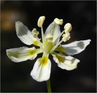 Image of Small-Flower Poison Camas