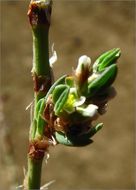 Image of <i>Polygonum aviculare</i> ssp. <i>depressum</i>