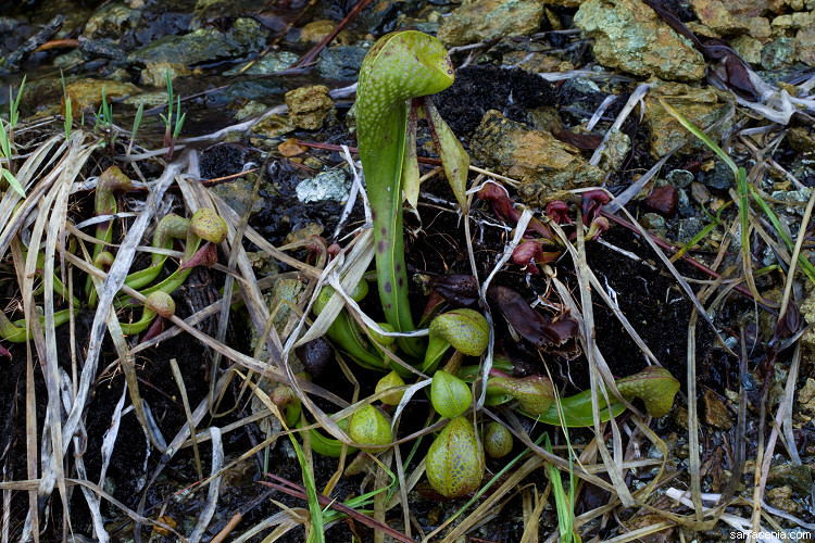 Image of California pitcherplant