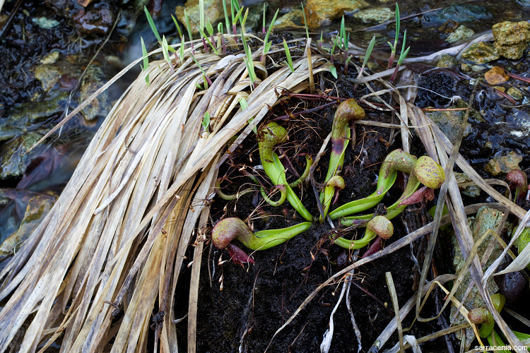 Image of California pitcherplant