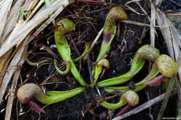 Image of California pitcherplant