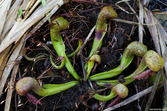 Image of California pitcherplant