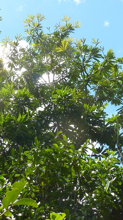 Image of Manilkara longifolia (A. DC.) Dubard