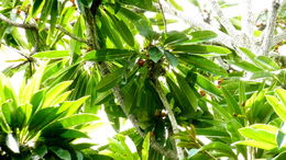 Image of Manilkara longifolia (A. DC.) Dubard