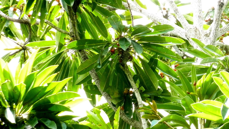 Imagem de Manilkara longifolia (A. DC.) Dubard