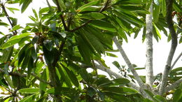 Image of Manilkara longifolia (A. DC.) Dubard