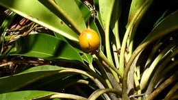 Image of Manilkara longifolia (A. DC.) Dubard