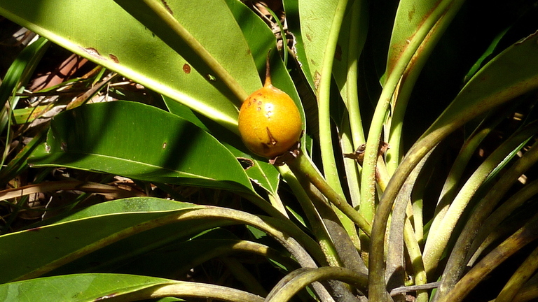 Imagem de Manilkara longifolia (A. DC.) Dubard