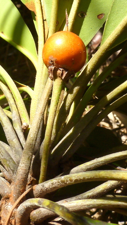 Imagem de Manilkara longifolia (A. DC.) Dubard