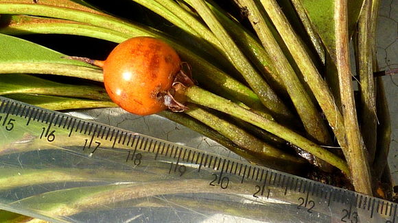 Image of Manilkara longifolia (A. DC.) Dubard