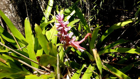 Image of Aechmea marauensis Leme