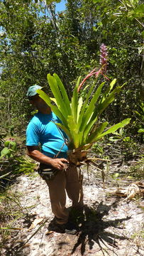 Image of Aechmea marauensis Leme