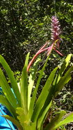 Image of Aechmea marauensis Leme