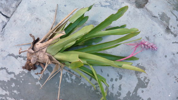 Image of Aechmea marauensis Leme