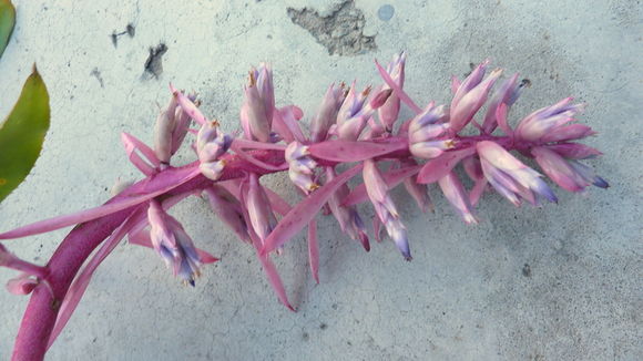 Image of Aechmea marauensis Leme