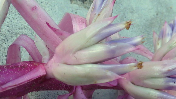 Image of Aechmea marauensis Leme