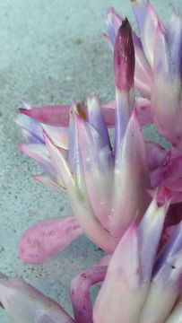 Image of Aechmea marauensis Leme