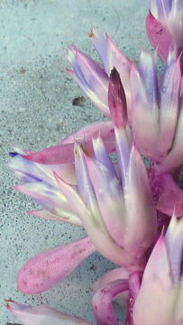 Image of Aechmea marauensis Leme