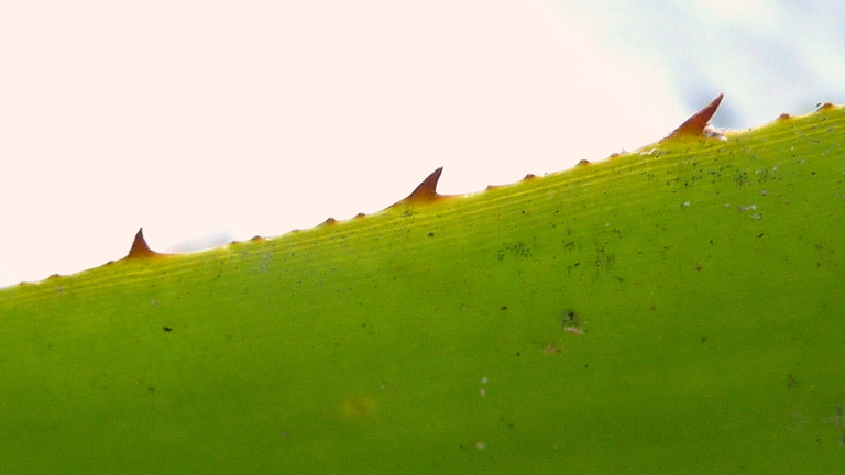 Image of Aechmea marauensis Leme