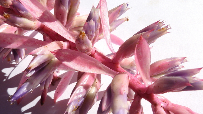 Imagem de Aechmea marauensis Leme