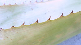 Image of Aechmea marauensis Leme