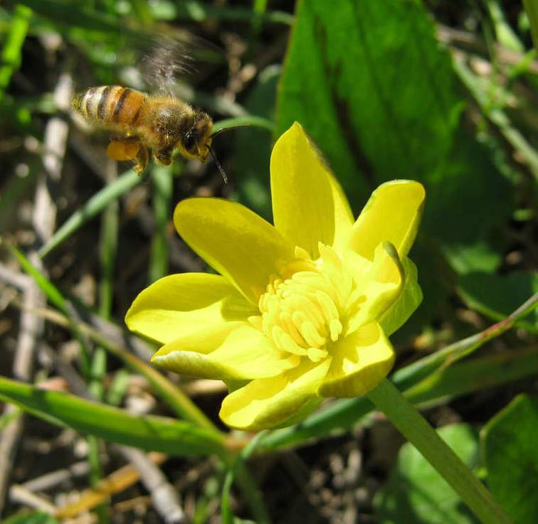 Image de Apis mellifera Linnaeus 1758