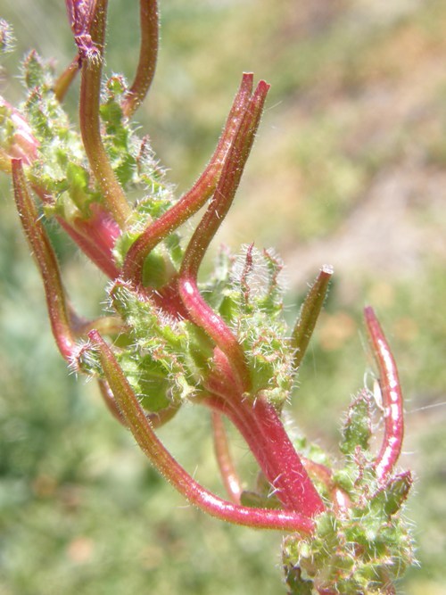 Image de Camissoniopsis hirtella (Greene) W. L. Wagner & Hoch