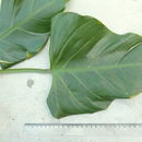 Philodendron fragrantissimum (Hook.) G. Don resmi