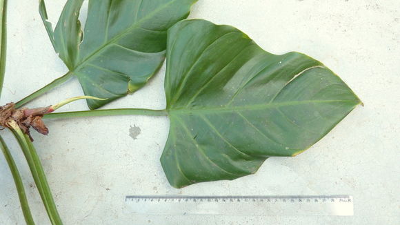 Sivun Philodendron fragrantissimum (Hook.) G. Don kuva