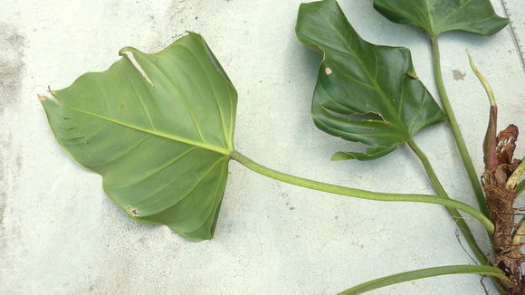 Image of shortstem philodendron