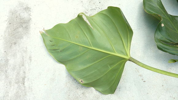 Sivun Philodendron fragrantissimum (Hook.) G. Don kuva